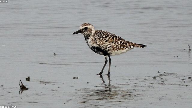 Are You a Birds of the World Expert?