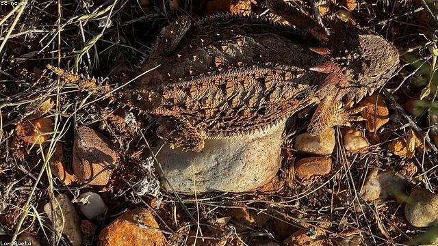 How Well Do You Know Reptile Kingdom?