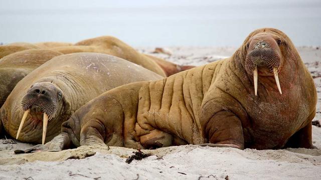 Think You Know Marine Life Explorer?
